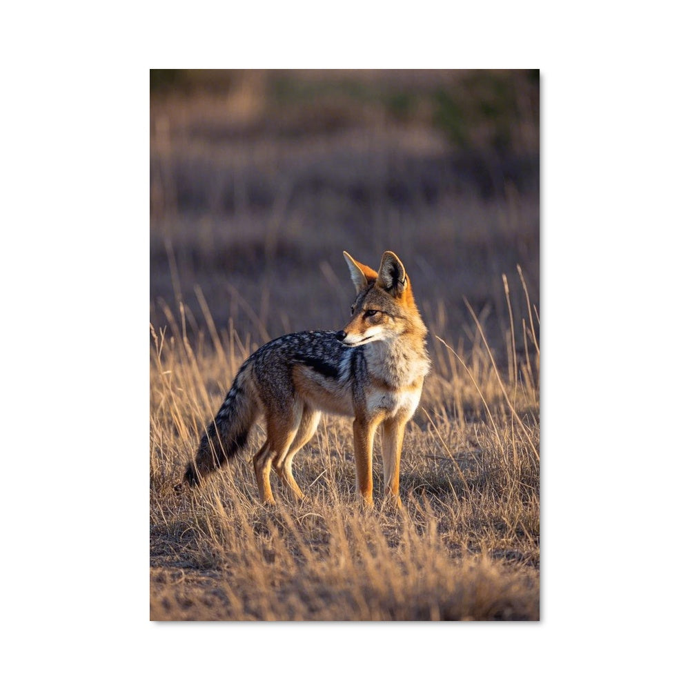 Poster Le Coyote Sauvage