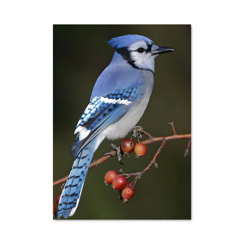 Poster Le Geai des Chênes