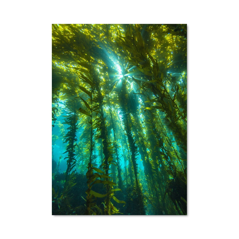 Poster Kelp Mystique