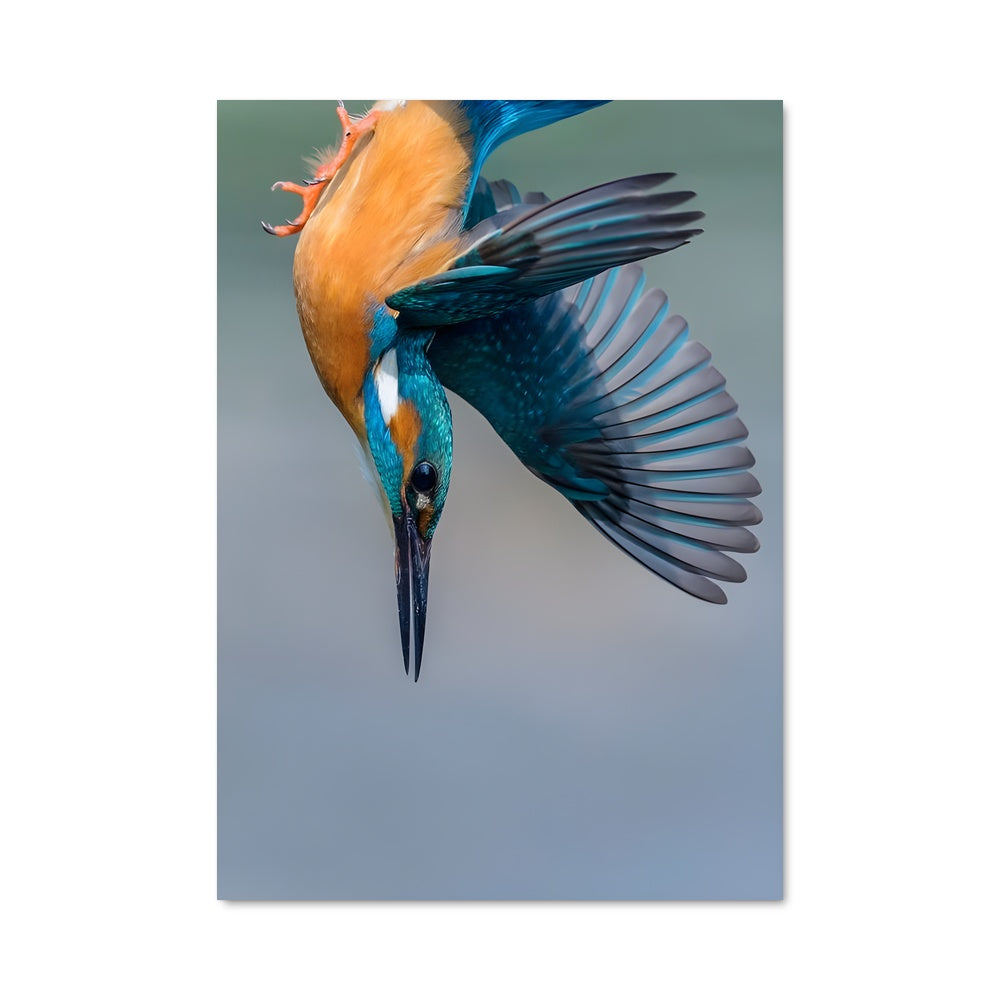 Poster Oiseau du Paradis