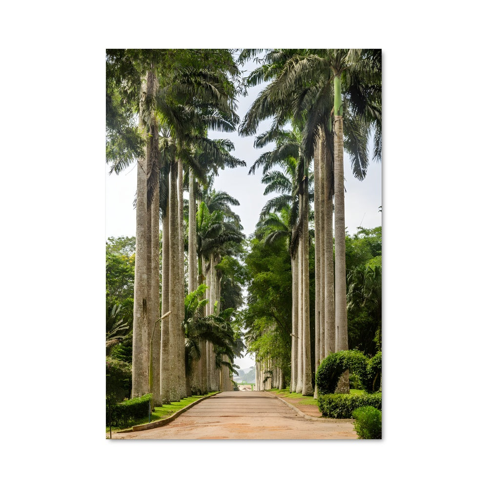 Poster Palmiers en Promenade