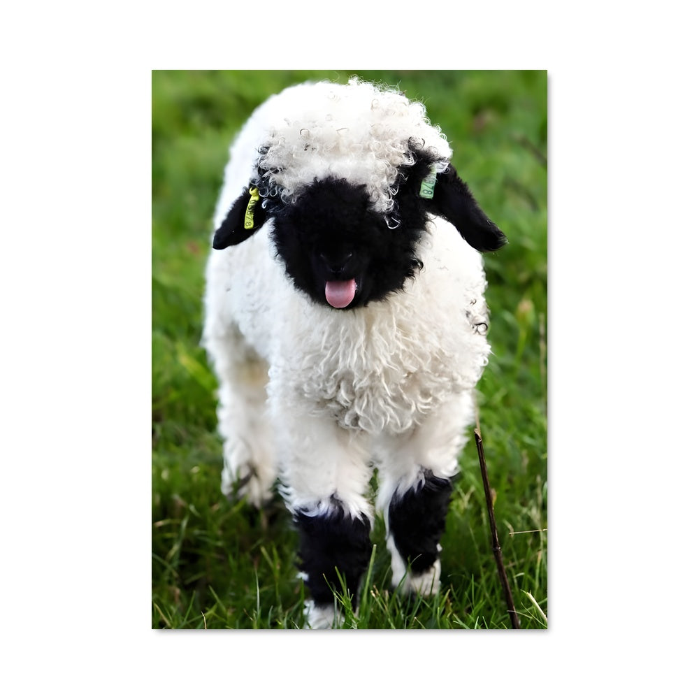 Poster Lamb 83887