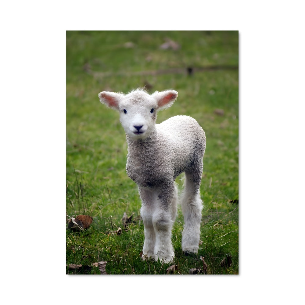 Poster Agneau Enchanté