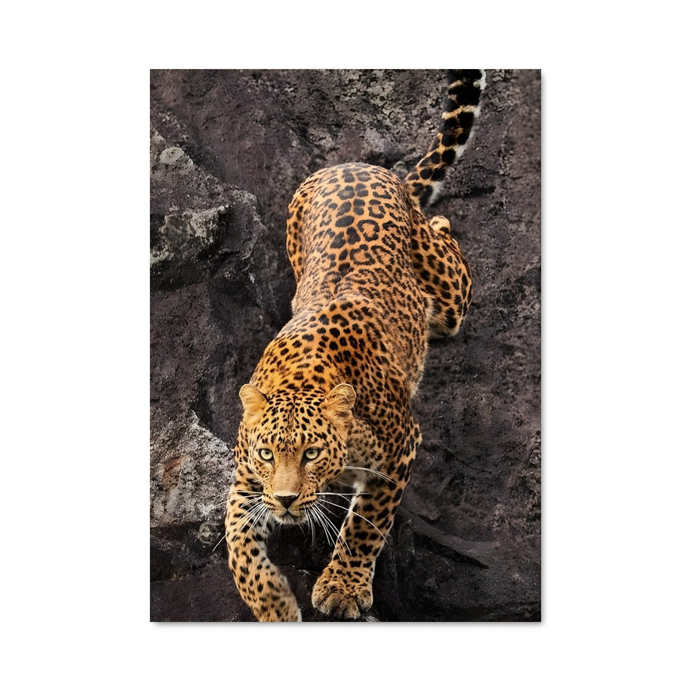 Poster Leopard 83906