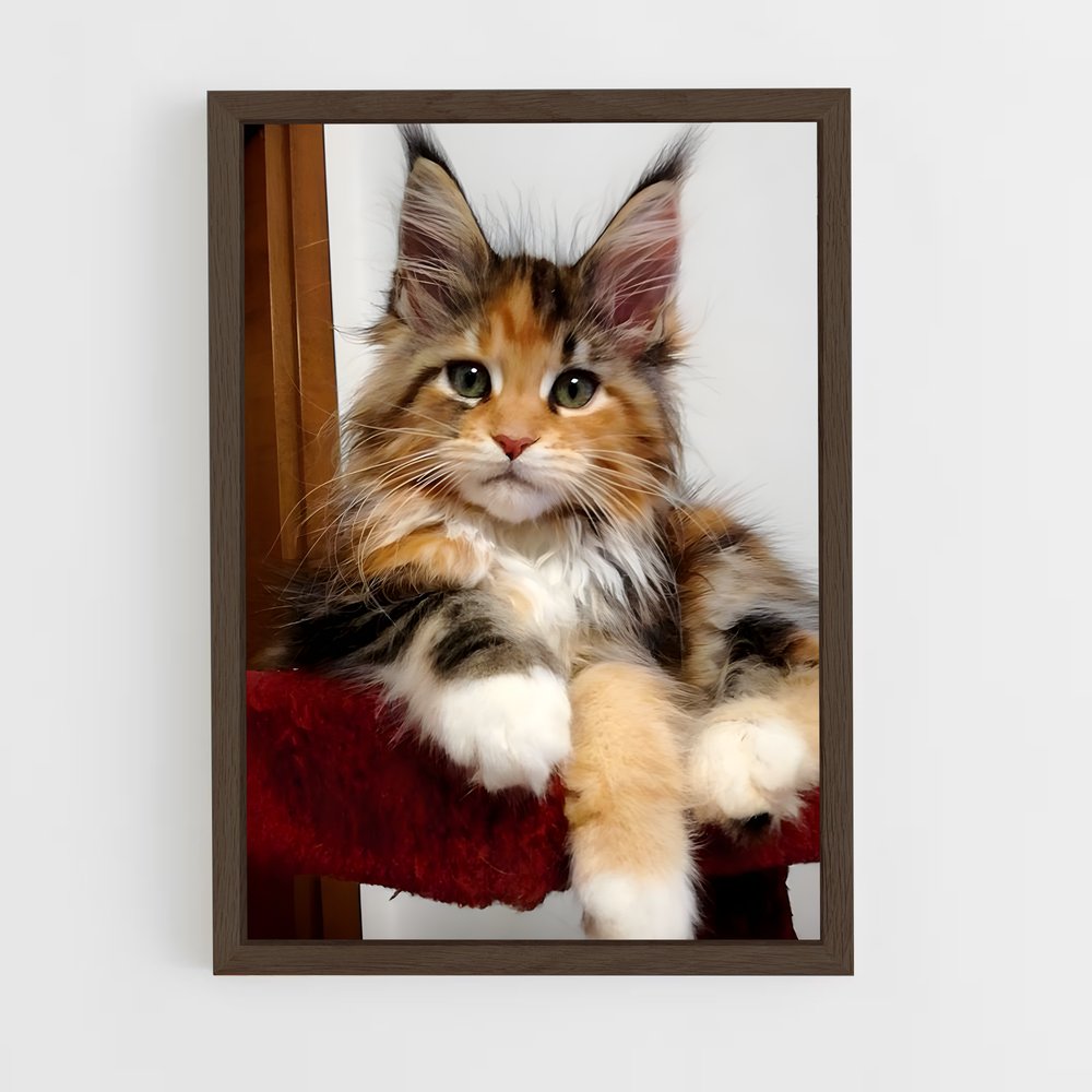 ap-maine coon-11 cadre Bois foncé