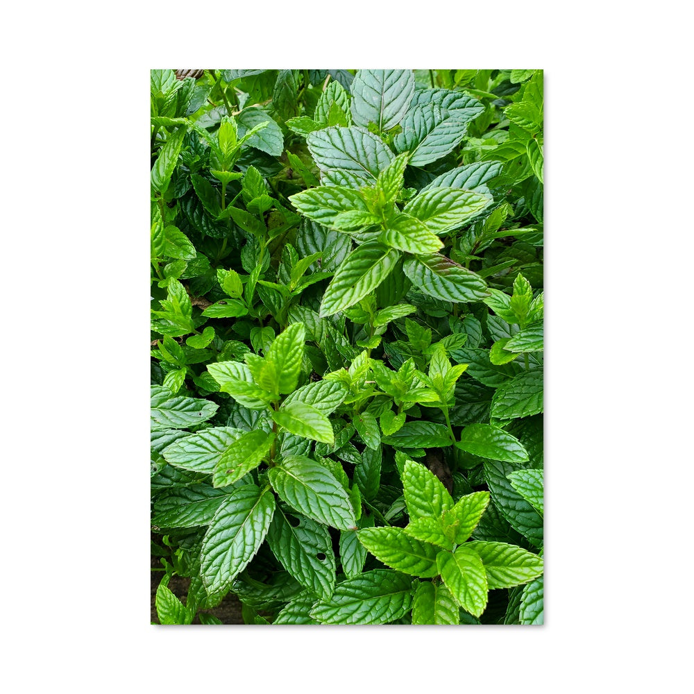 Poster Mint 96824
