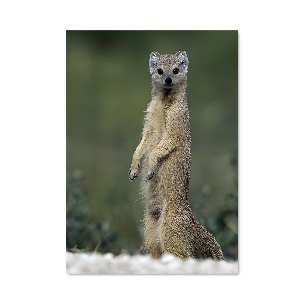 Poster Surveillant au Soleil