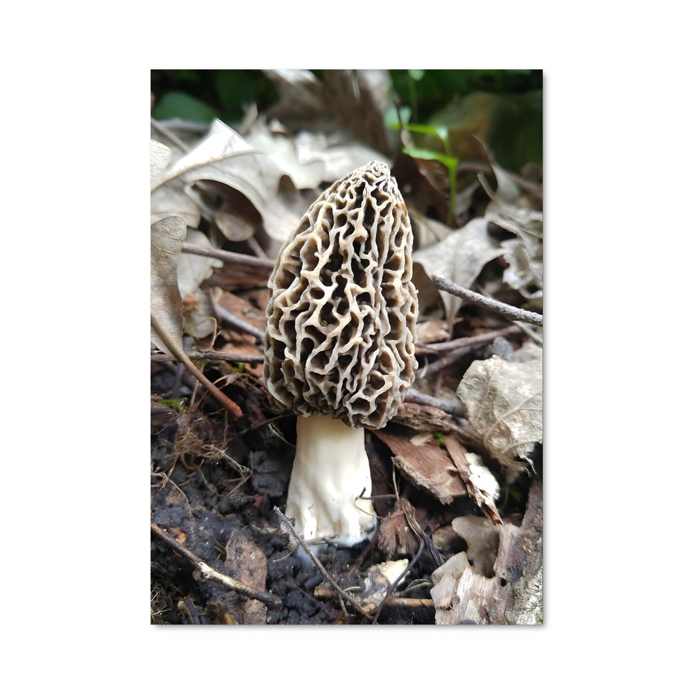 Poster Chapeau de Morel