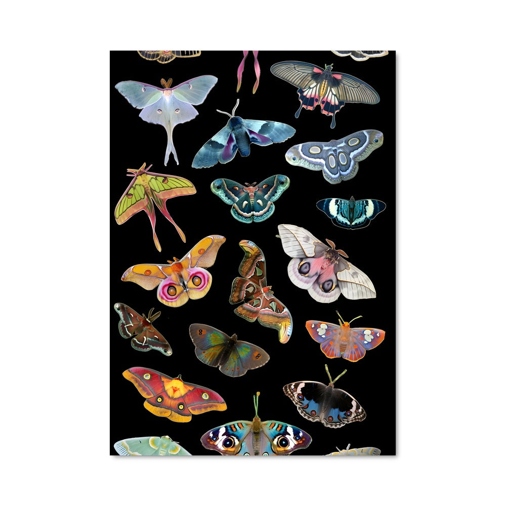 Poster Dans l'Ombre des Papillons