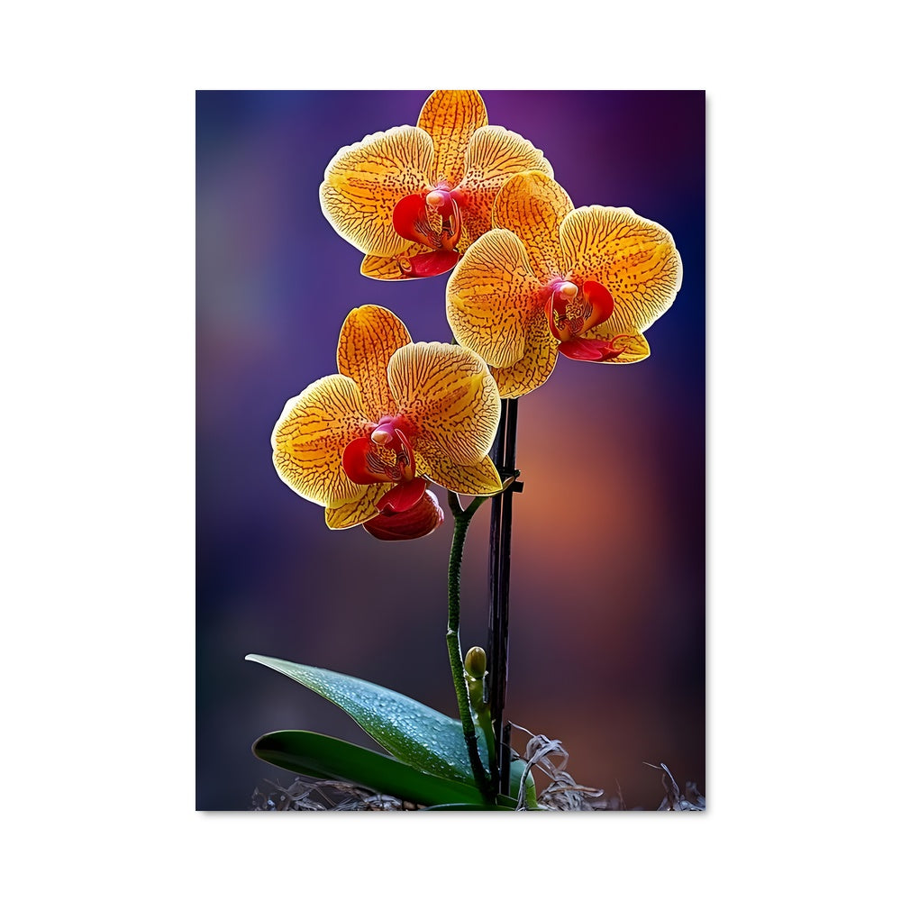 Poster Orchidée Radieuse