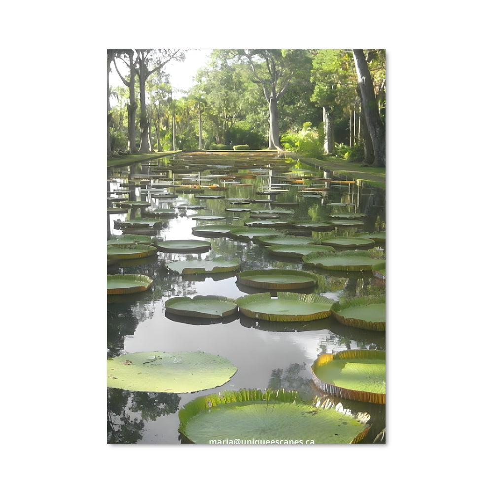 Poster Nénuphars Éthérés