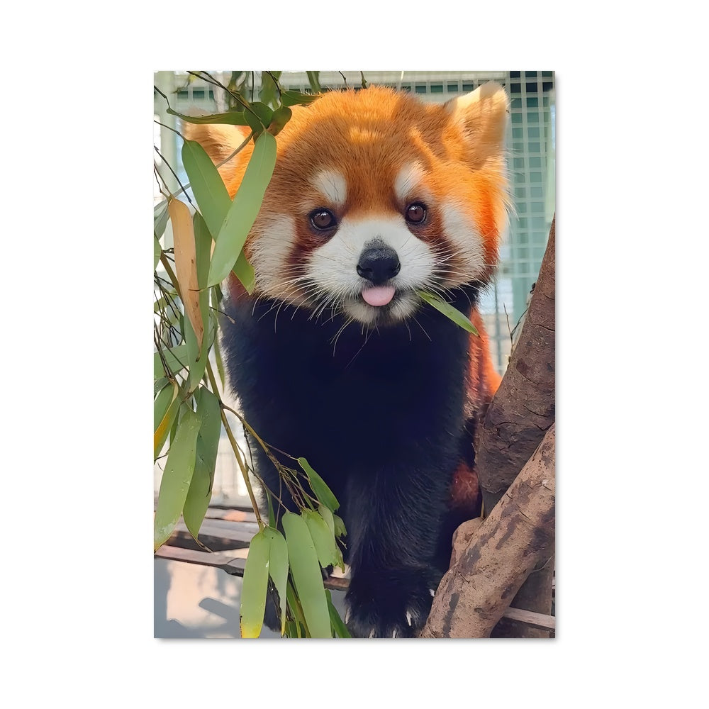 Poster Panda Rêverie