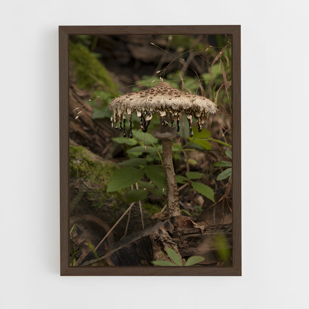 ap-parasol mushroom-2 cadre Bois foncé