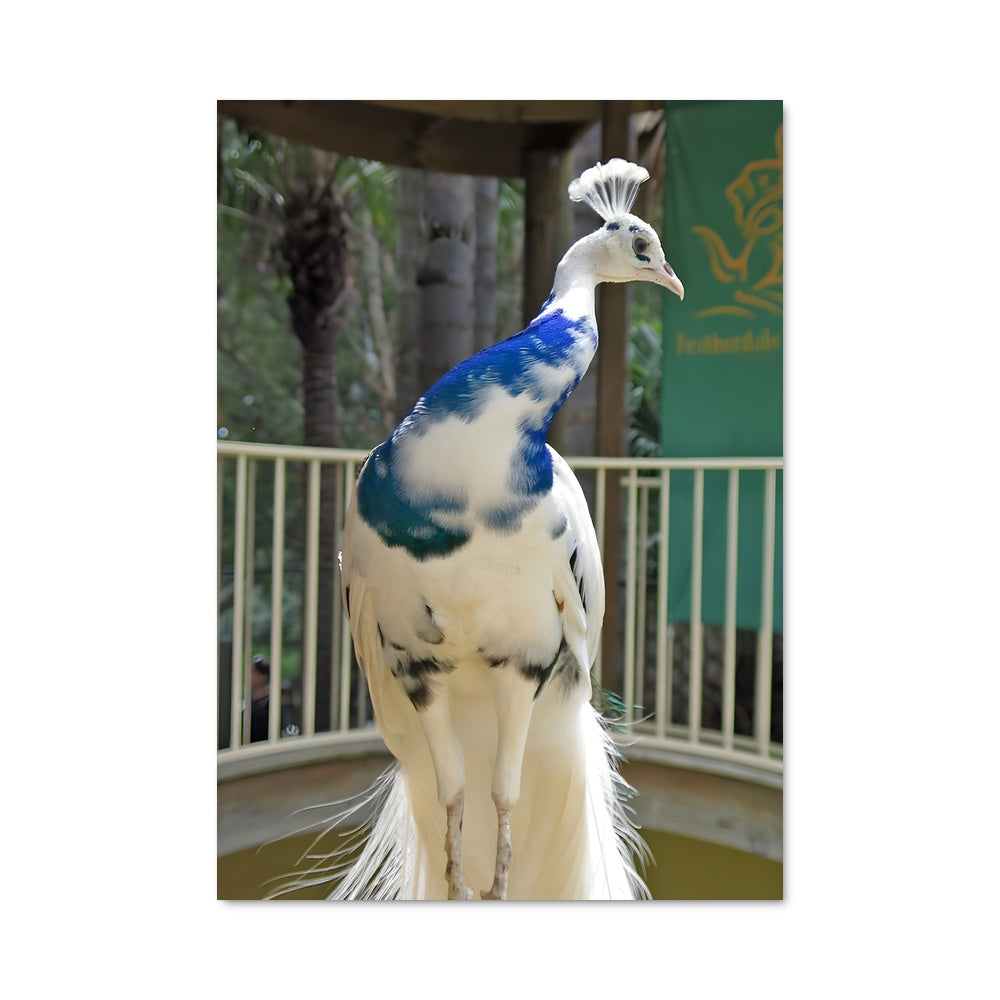 Poster Paon Éblouissant