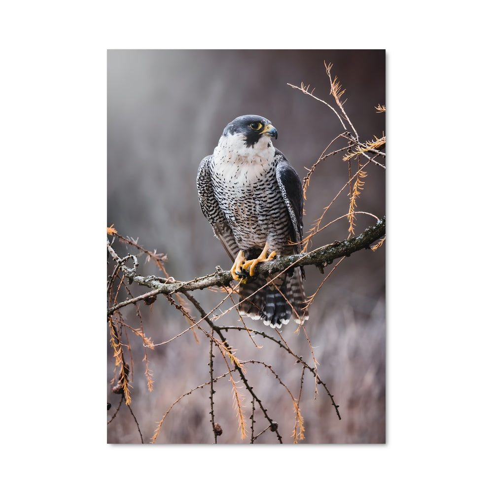 Poster Faucon Pèlerin