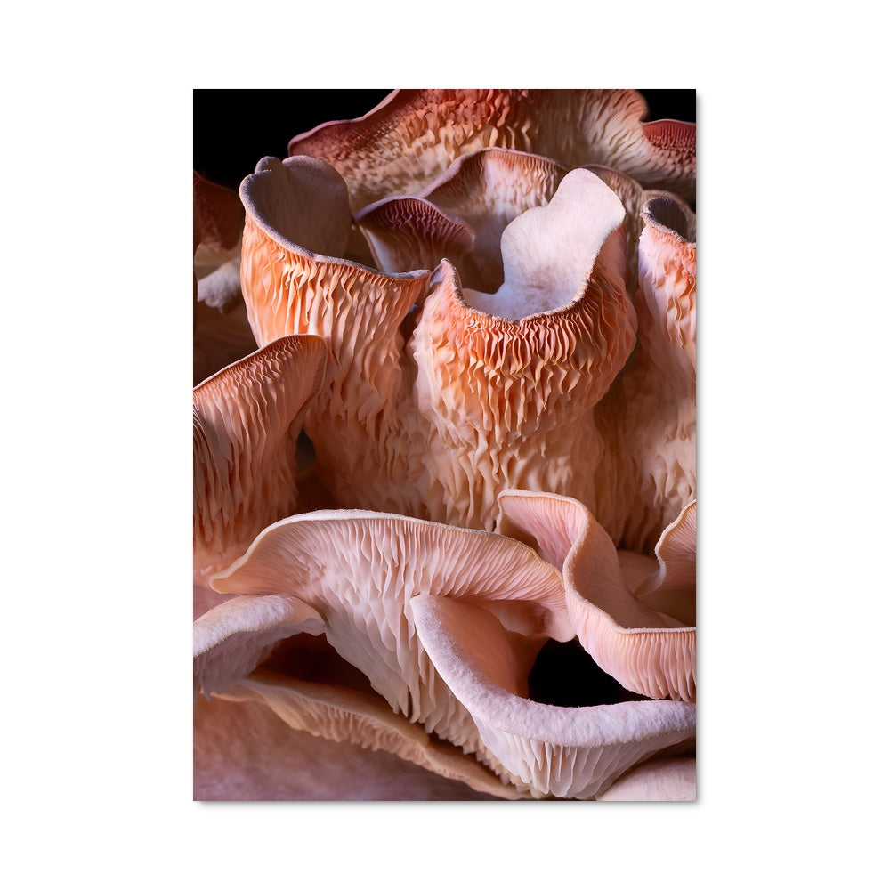 Poster Pink oyster 94279