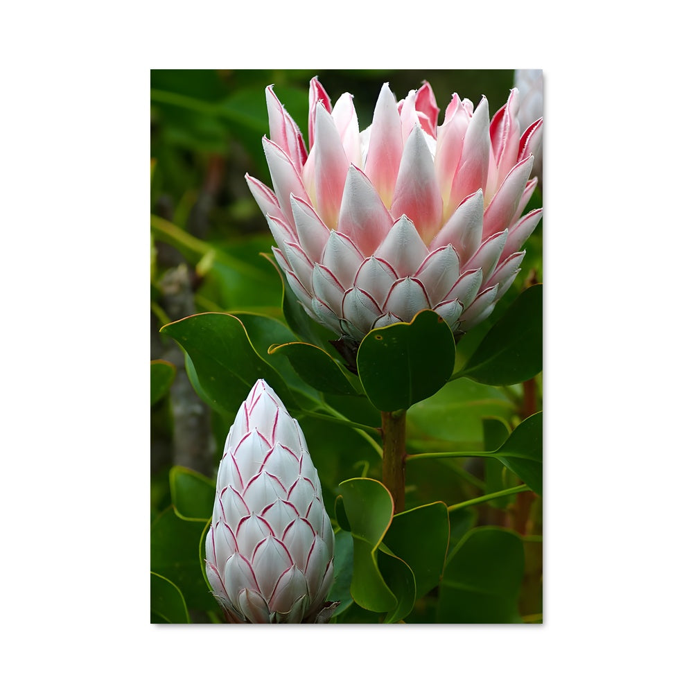 Poster Éclosion de Protea