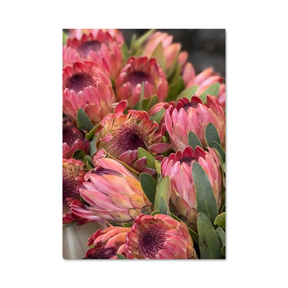 Poster Bouquet de Protea