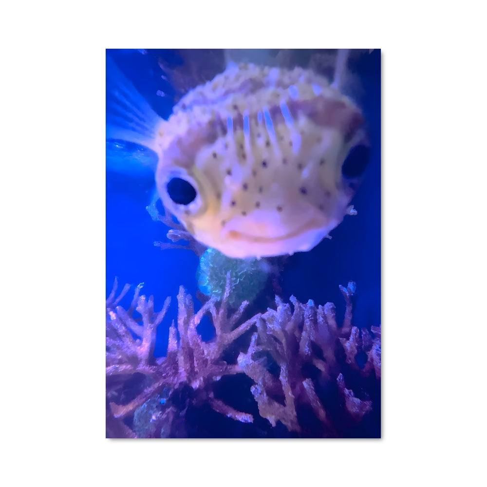 Poster Pêcheur Étonnant