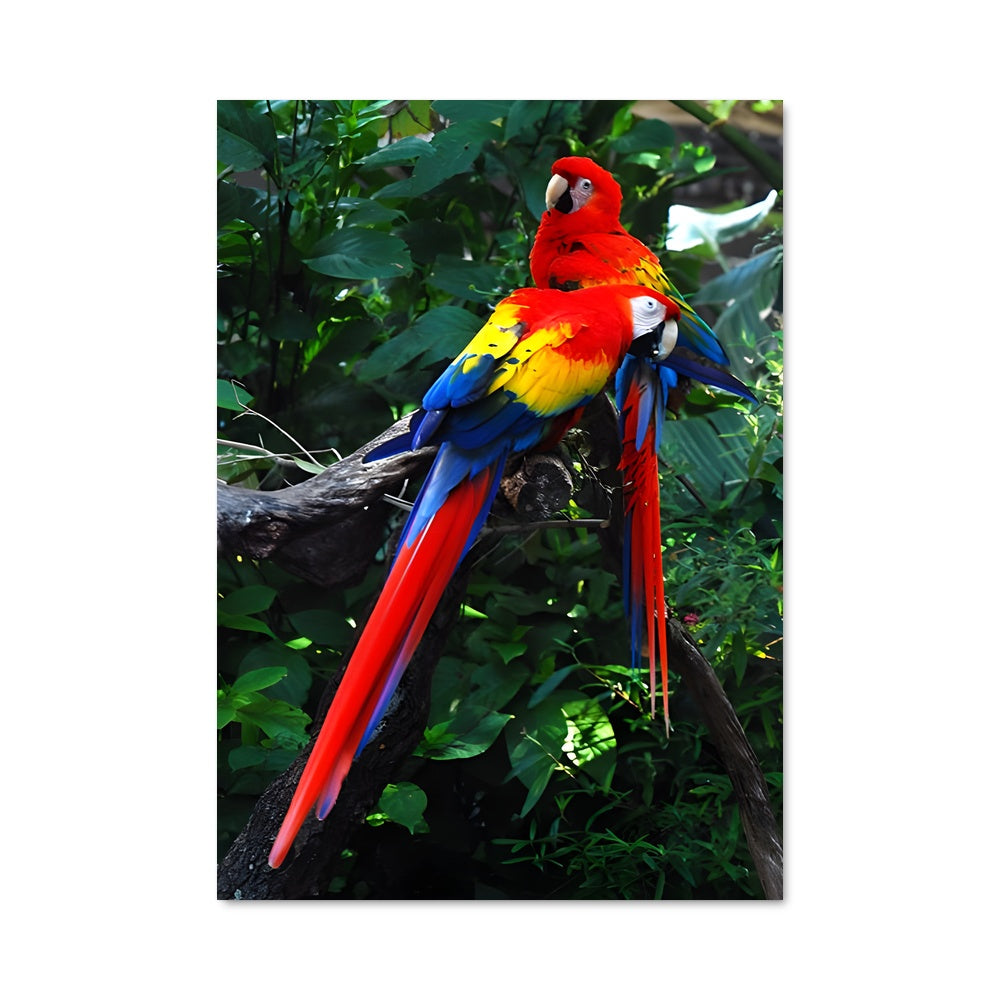 Poster Harmonie Tropicale