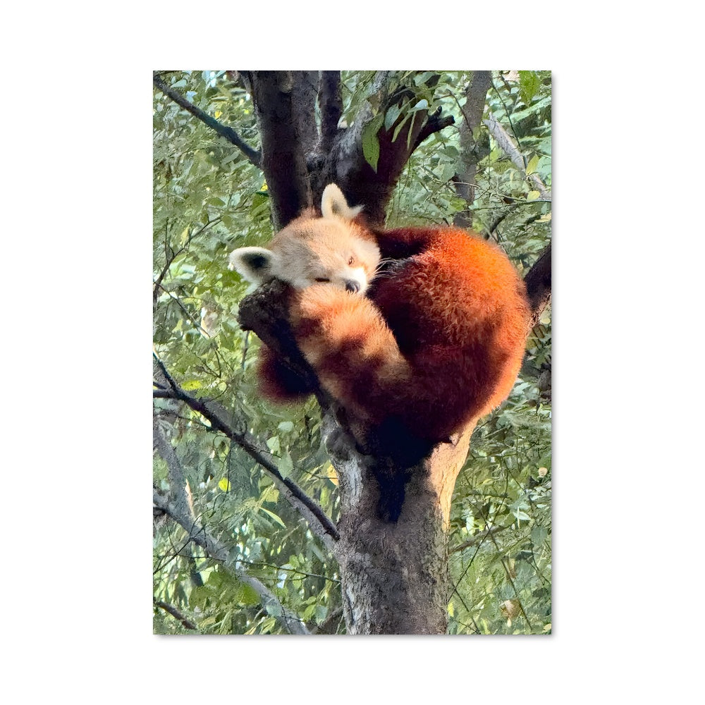 Poster Rêve de Panda Rouge