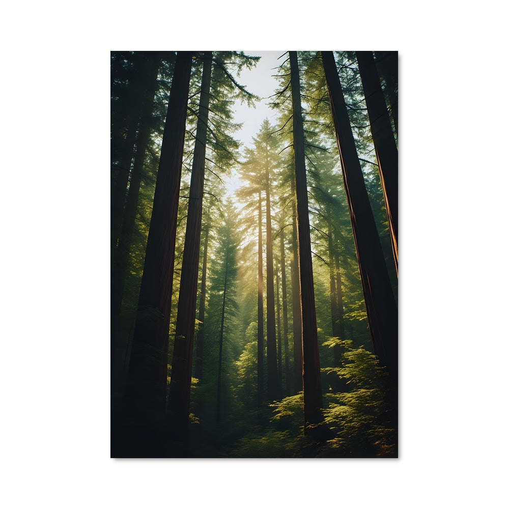 Poster Redwood 97001