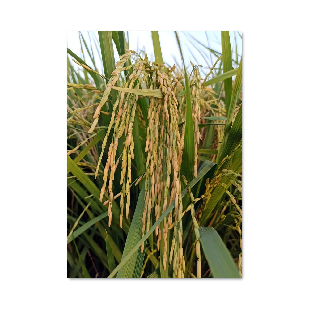 Poster Champ de Lumière