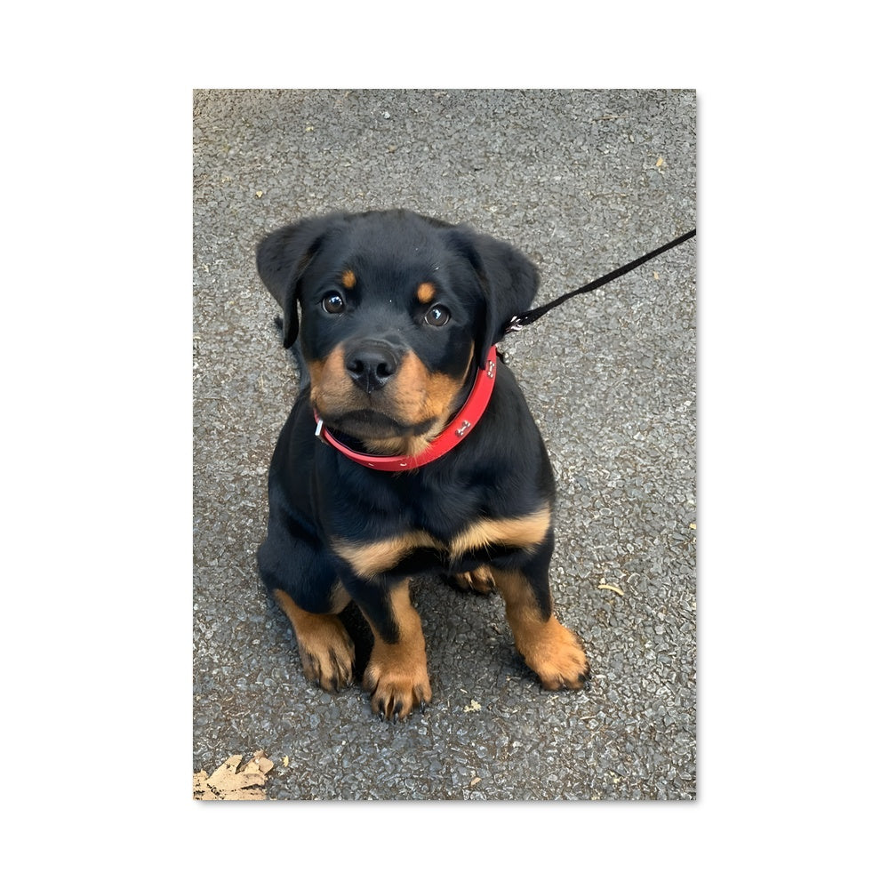 Poster Rottweiler Élégance