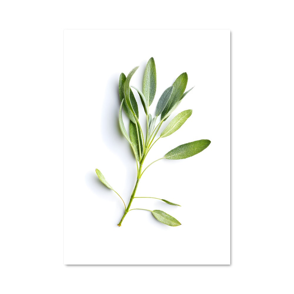 Poster Essence de Sauge