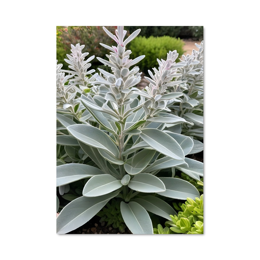 Poster Fleur de Paix