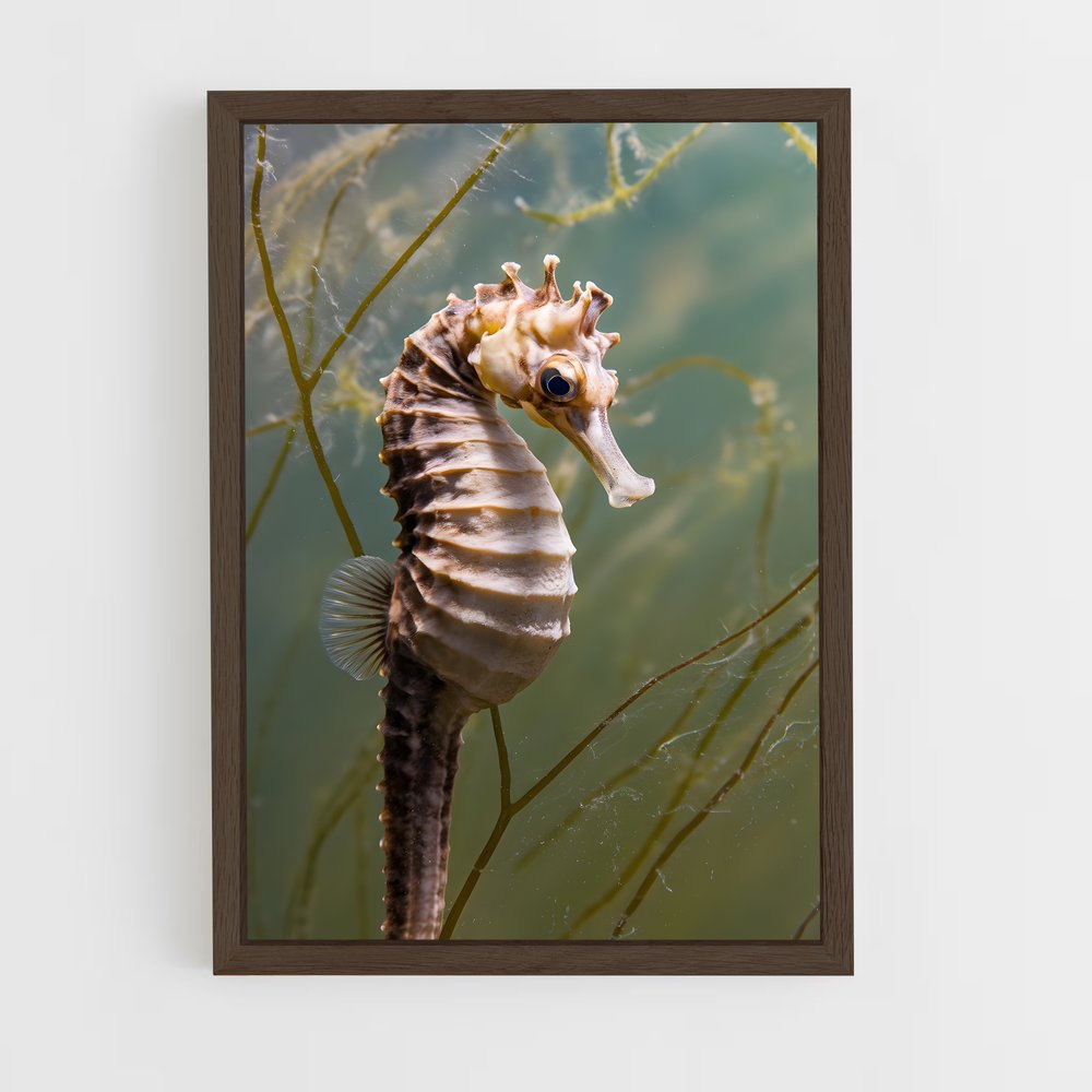 ap-seahorse-6 cadre Bois foncé