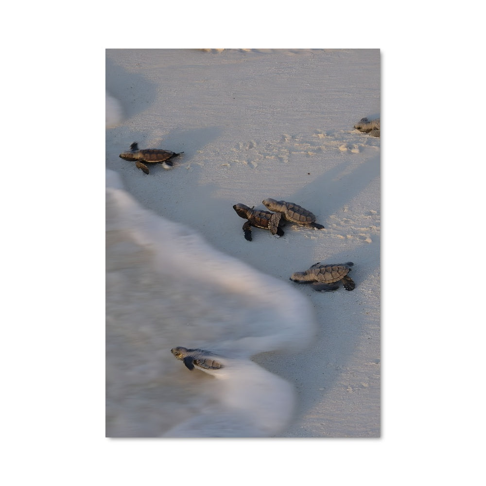 Poster Turtles Paradise