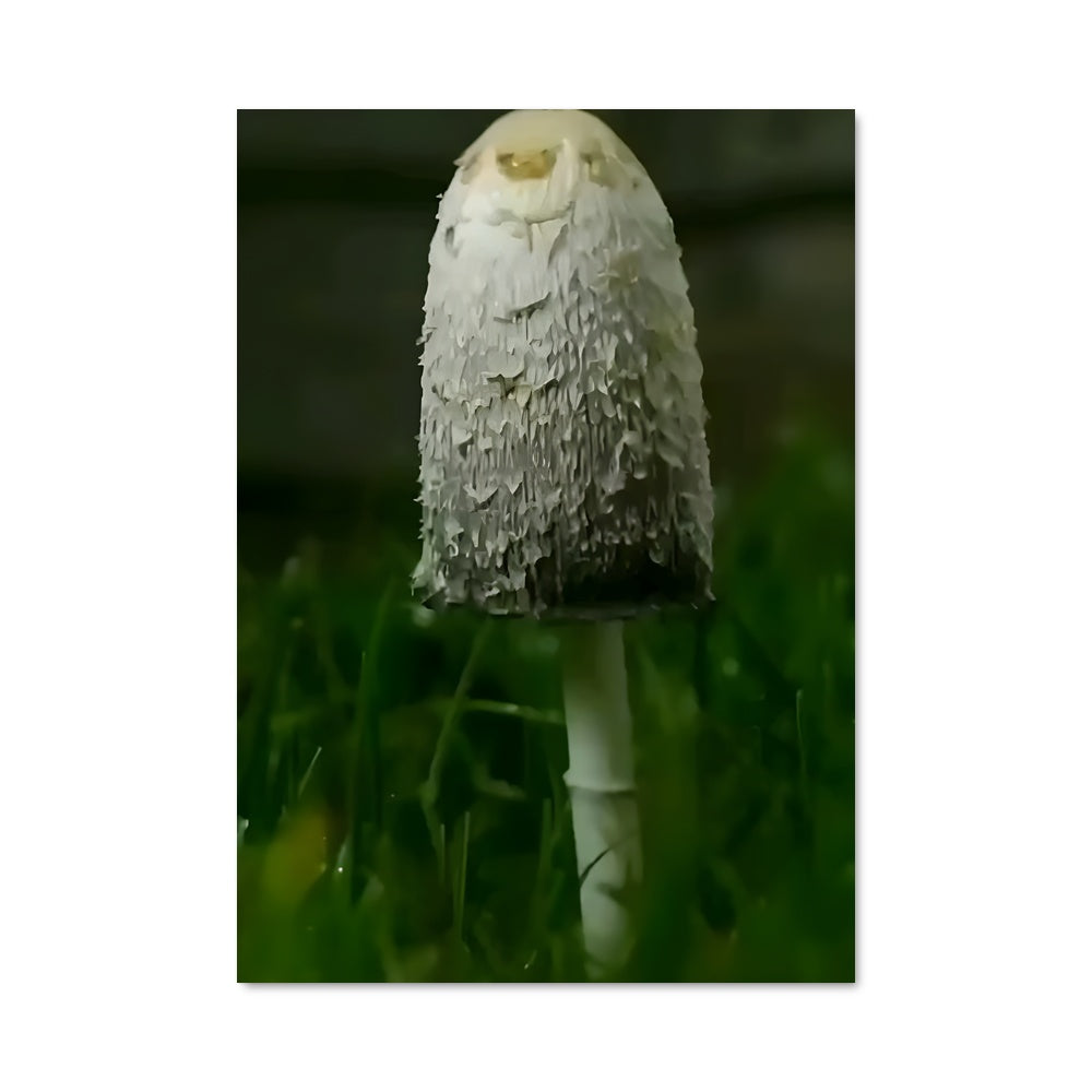 Poster Chapeau de Champignon