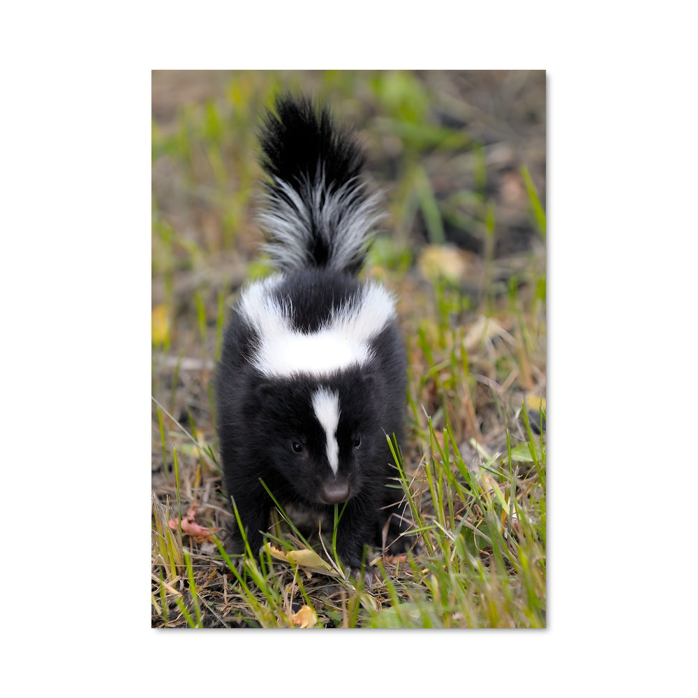 Poster Skunk en Herbe