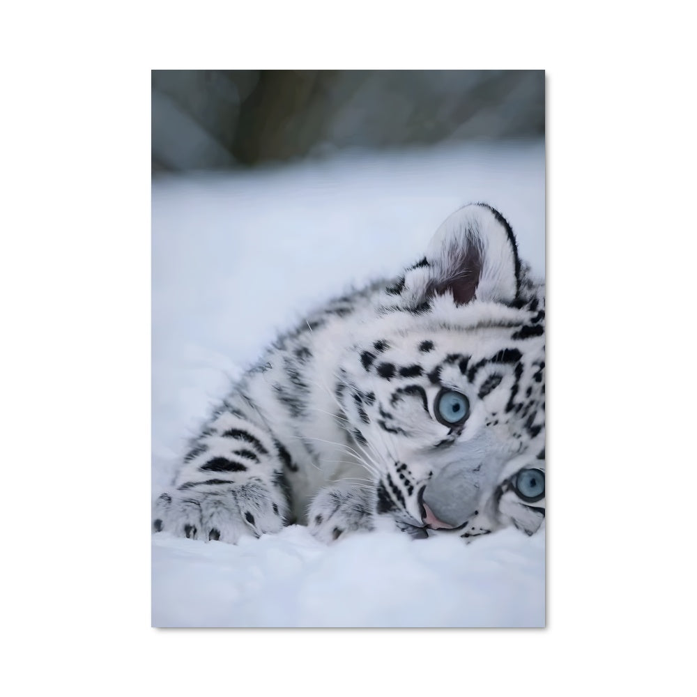 Poster Petit Léopard des Neiges