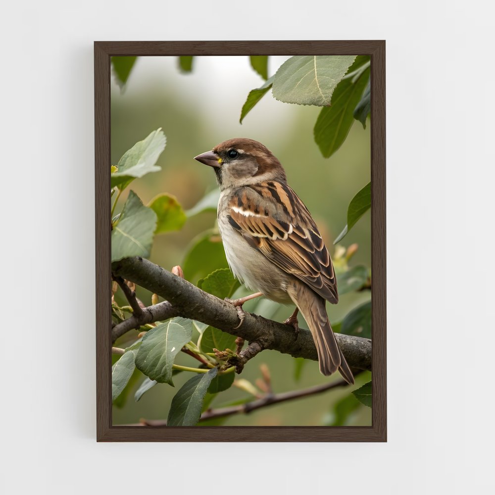 ap-sparrow-1 cadre Bois foncé