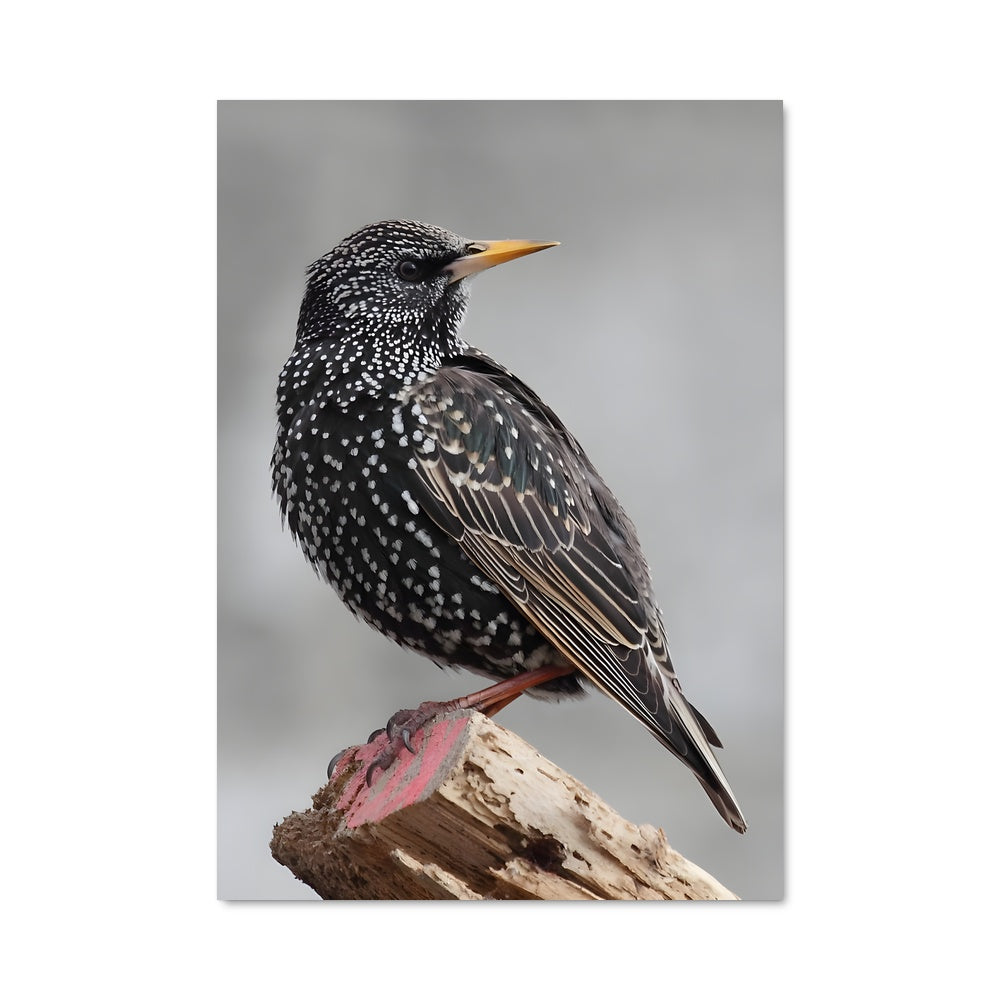 Poster L'Éveillé des Cieux