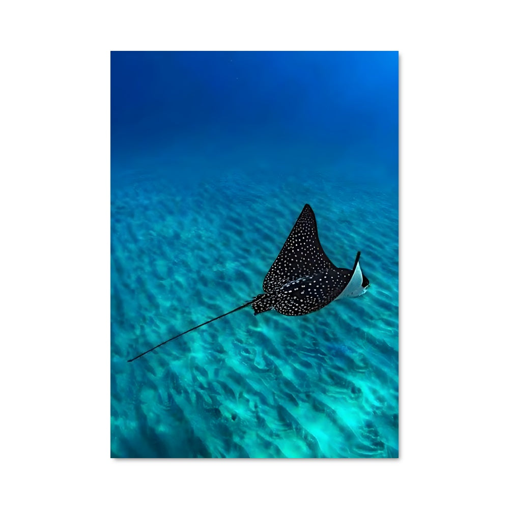 Poster Stingray 84429