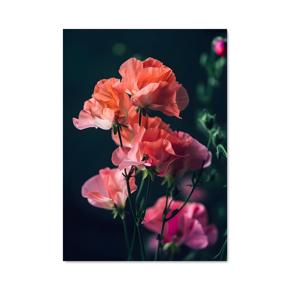 Poster Sweet pea 96770