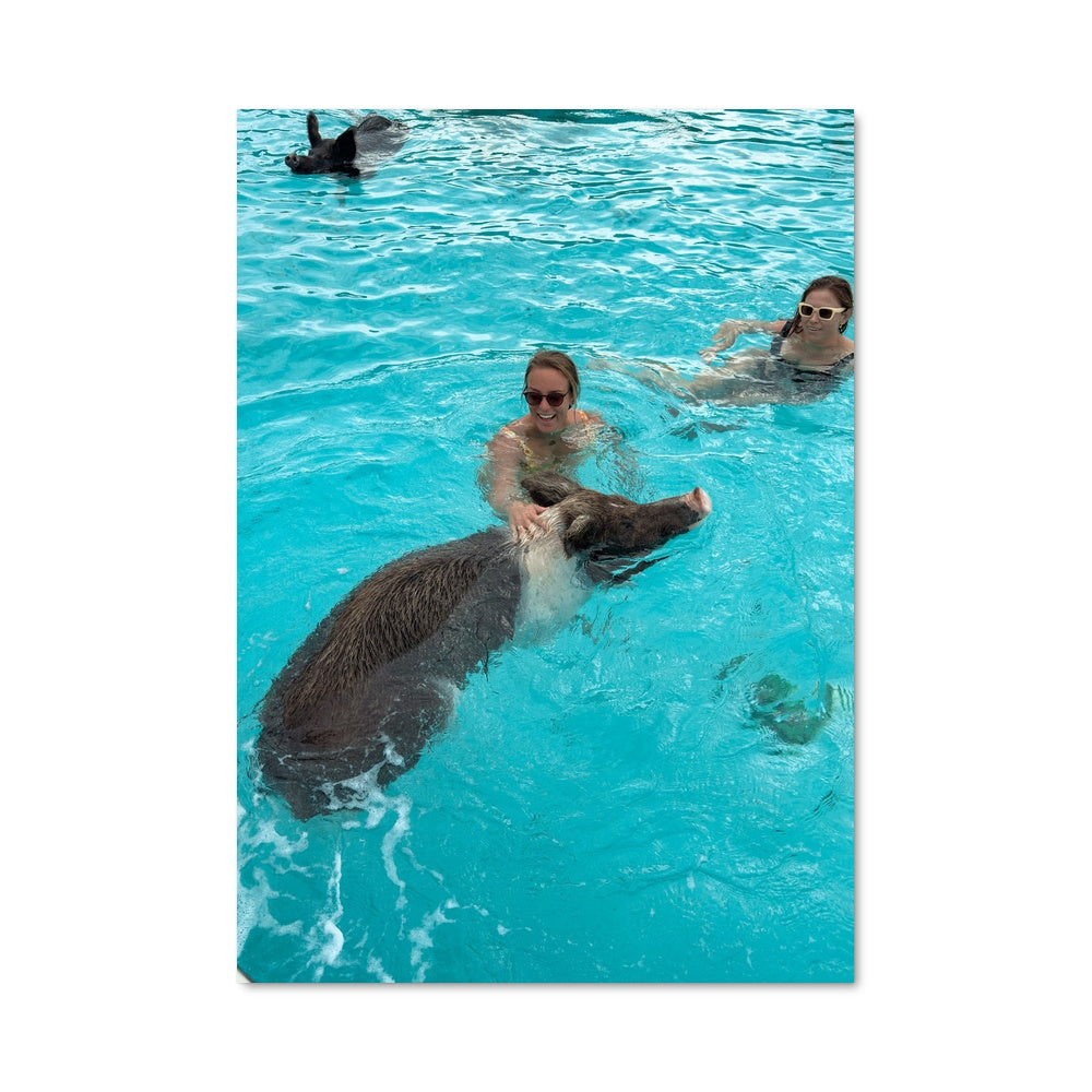 Poster Les Cochons Nageurs