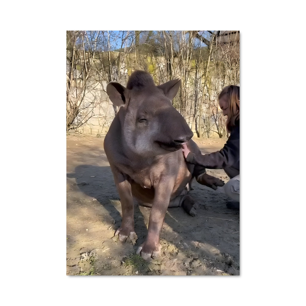 Poster Complicité Terrestre