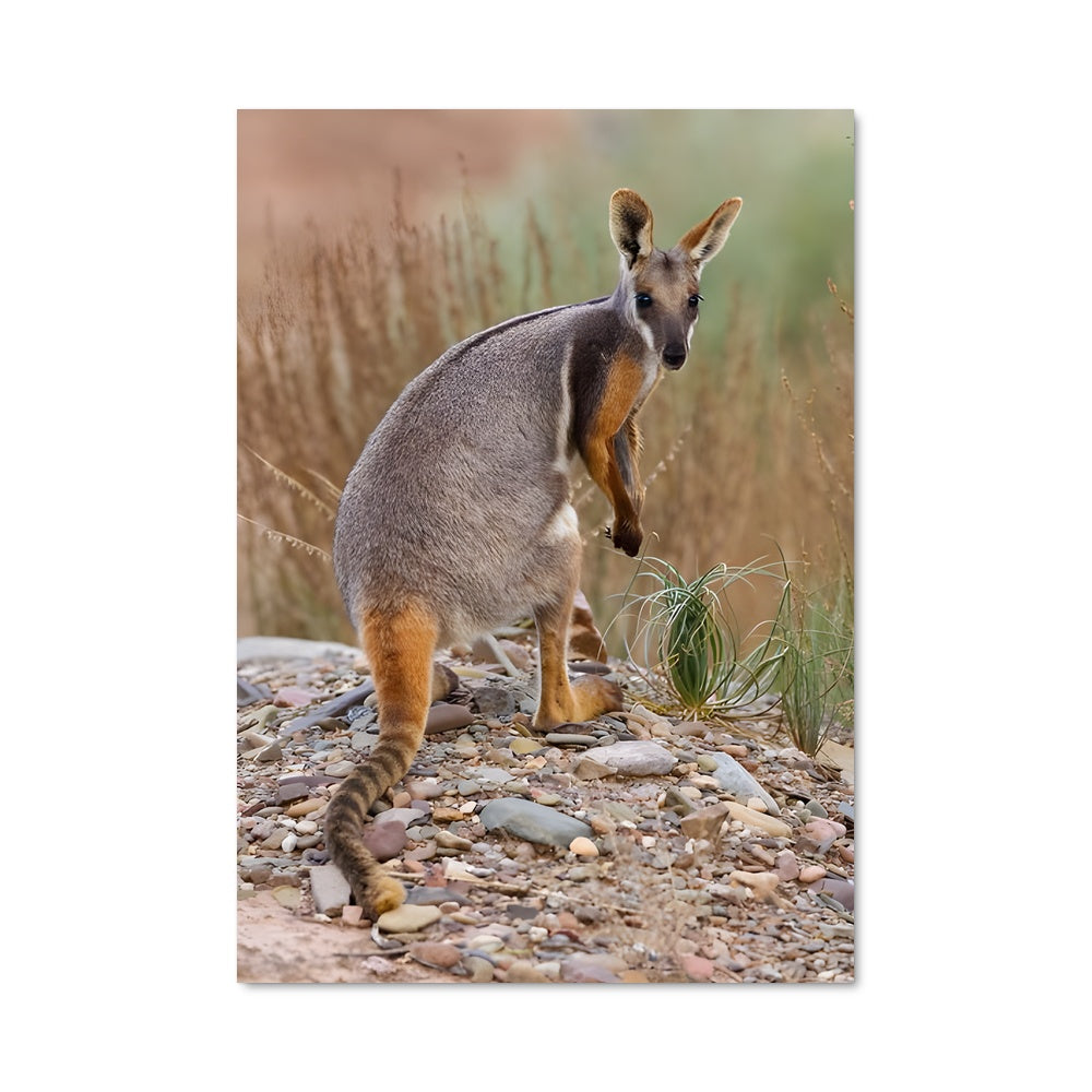Poster Kangourou Enigmatique