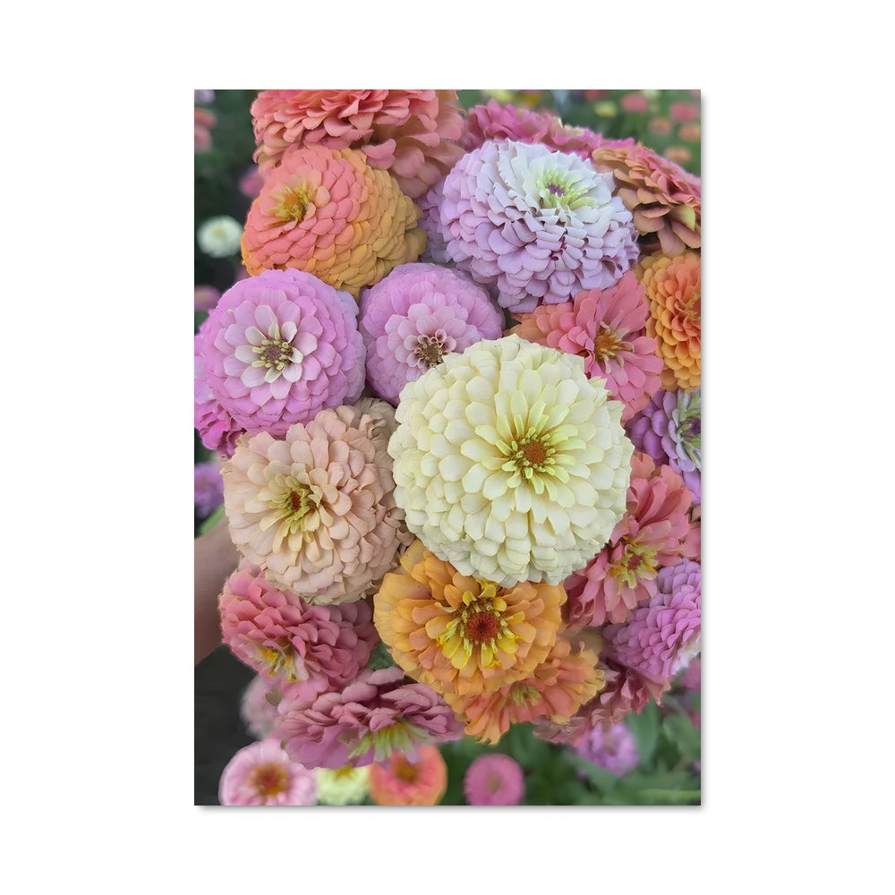 Poster Zinnia 96786