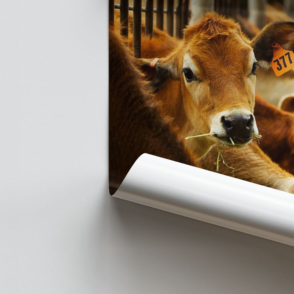 Poster Vache Élevage
