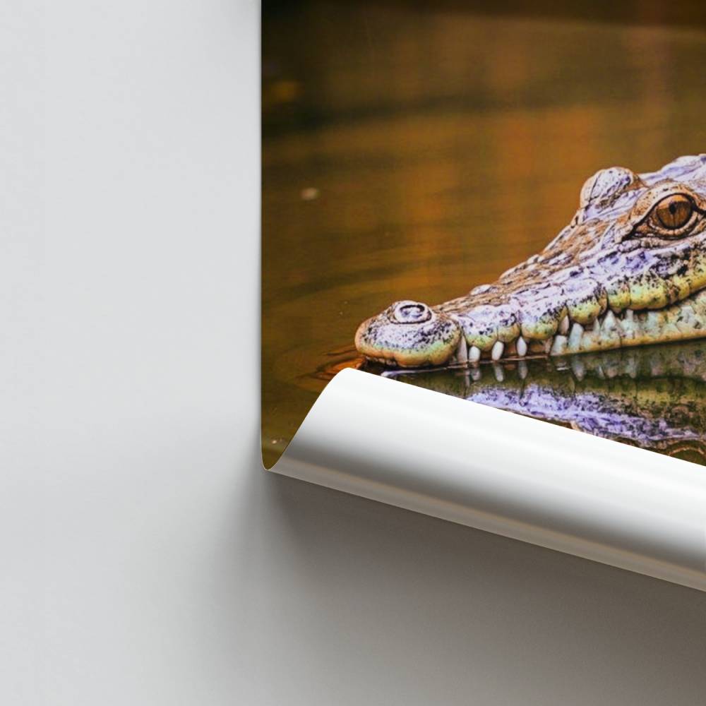 Poster Kleine krokodil