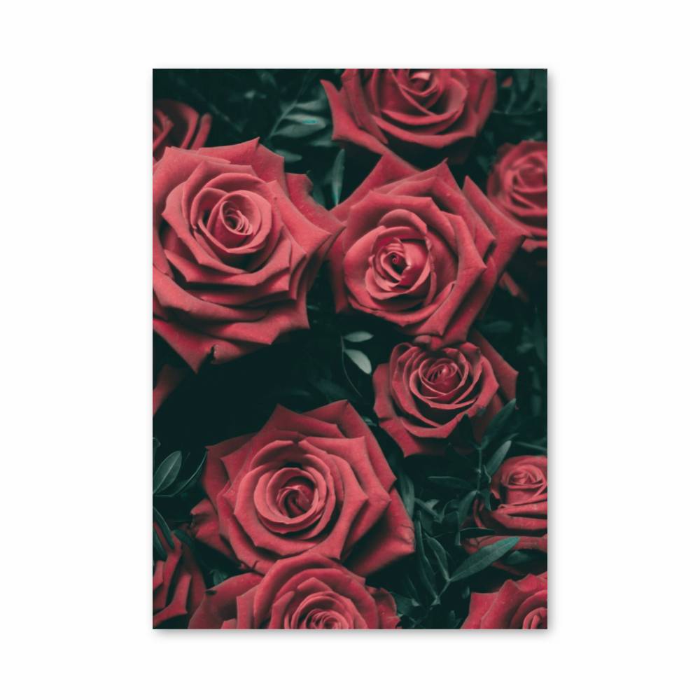 Poster Roses Écarlates