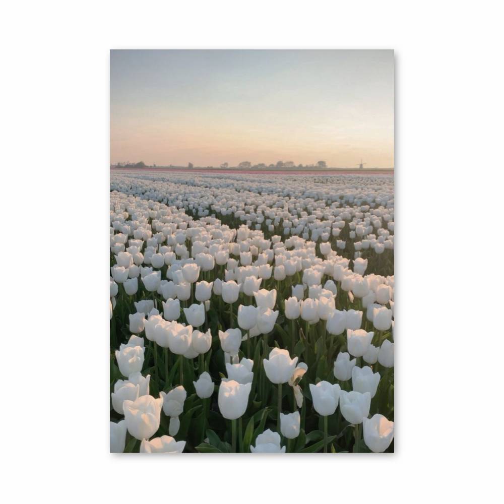 Poster Horizon Tulipes