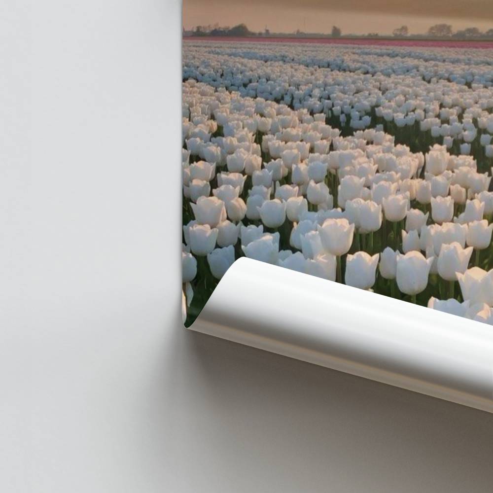 Poster Horizon Tulpen
