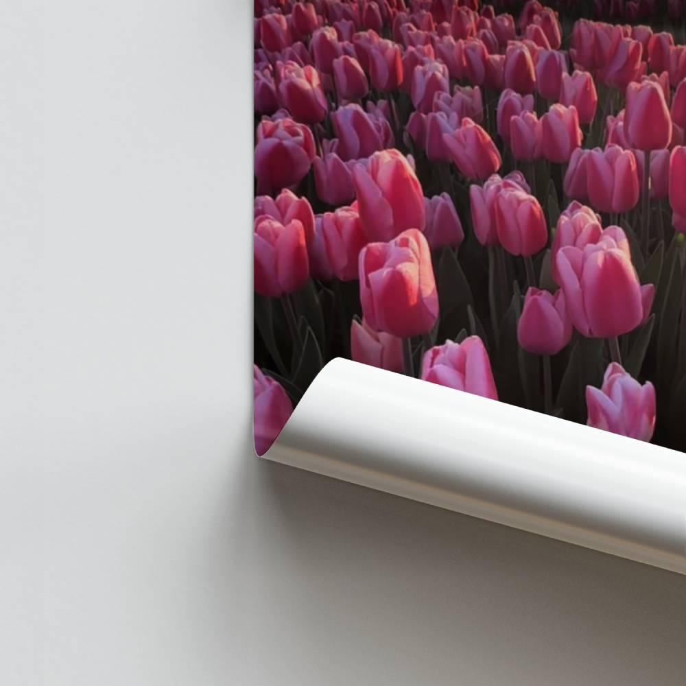 Poster Veld met roze tulpen