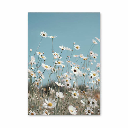 Poster Champ de Marguerites